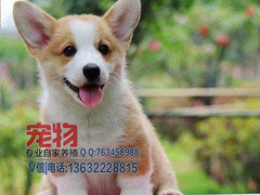 广东宠物养殖