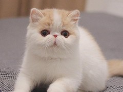 靖瑶猫舍