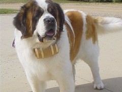 至尊犬舍