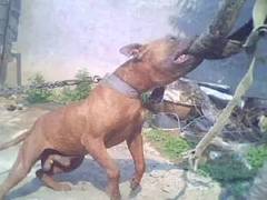 信达猎犬专业养殖基地