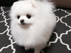犬舍繁殖基地