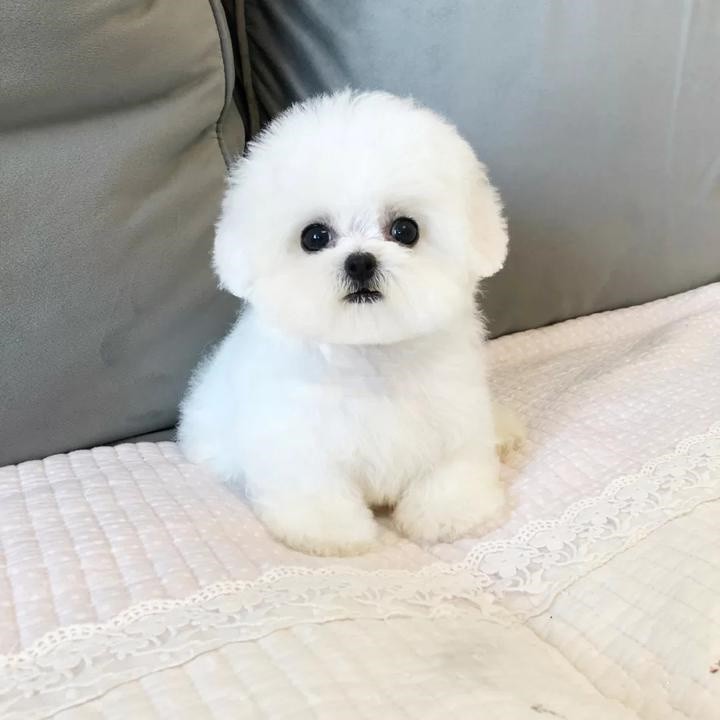 犬舍繁殖基地