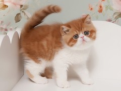 靖瑶猫舍