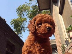 沁阳名犬俱乐部