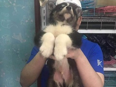 上海虹口区流浪猫狗宠物小动物收养收容救助领养中心基地站
