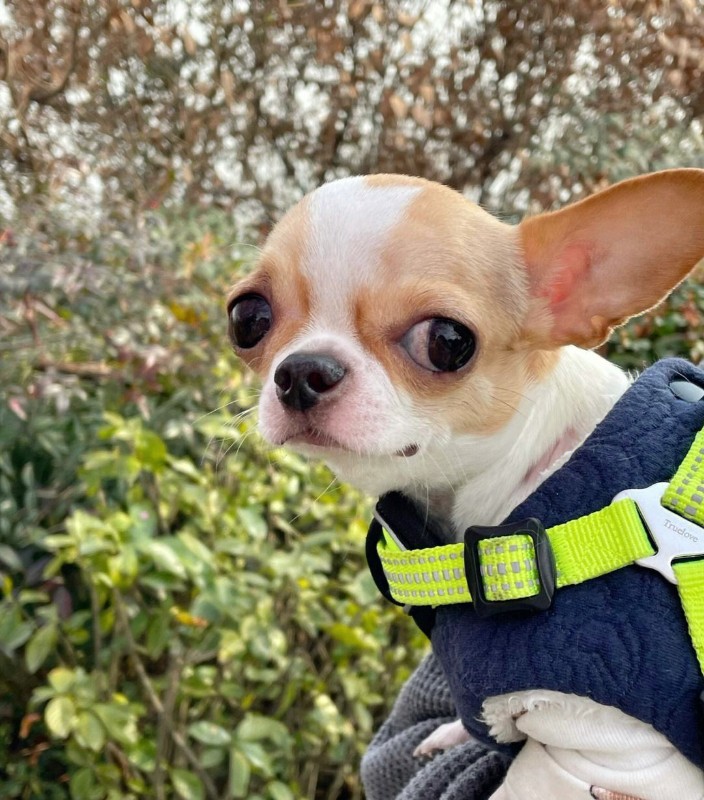 犬舍繁殖基地
