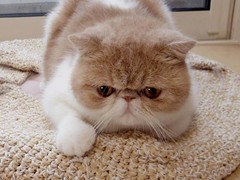 莉姿猫舍