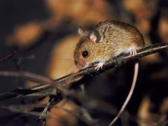 山东晨曦有害生物防治有限公司