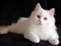 晶滢猫舍