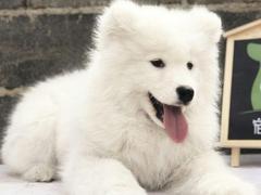 爱宠乐犬舍