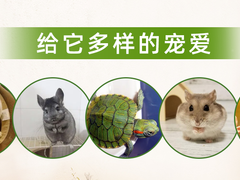廊坊宠物兔领养