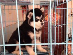 广东真顺犬业