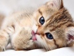 小新猫舍