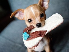 江门附近犬舍
