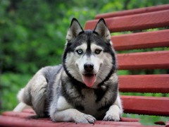 郑州大瑞士山地犬