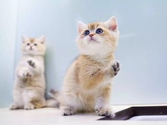 顺安猫舍