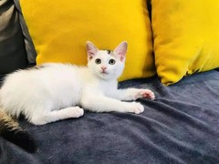 歆瑶猫舍