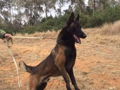 豆豆犬舍