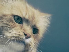 钟灵猫舍