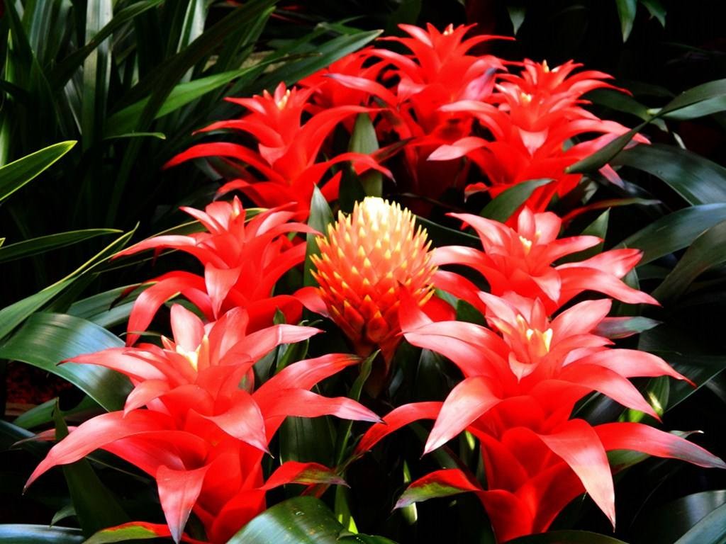 鸿运当头_盈筑观园林