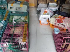 江西萌宠托运公司