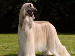 至尊犬舍