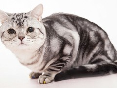 广东嘉恩猫舍