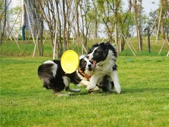 马鞍山孙亮星狗连锁品牌训犬基地