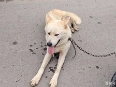 上海黄浦区宠物流浪狗流浪猫小动物救助领养收容收养中心站