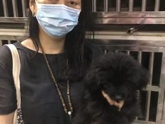 上海浦东新区宠物流浪狗流浪猫小动物救助领养收容收养中心站