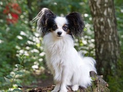 珠海库瓦兹犬