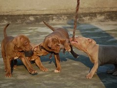 亨达犬业