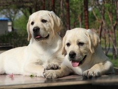 南昌德国宾莎犬