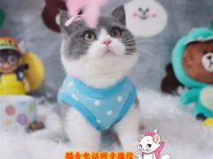 歆瑶猫舍