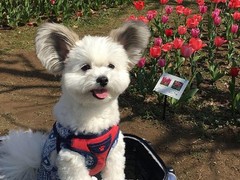 嘉兴英国跳猎犬