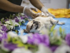 金华东阳宠物火化服务中心