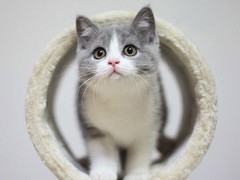虹雨猫舍