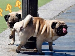 郑州训犬基地