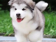 高端萌宠