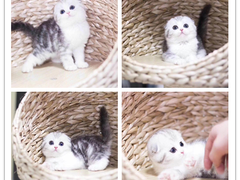 广东嘉恩猫舍