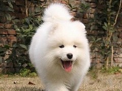 爱宠乐犬舍