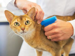 嘉兴宠物猫医院