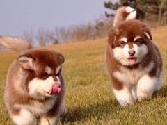 豆豆犬舍