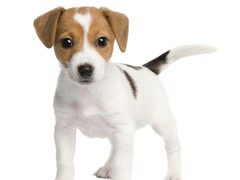 绵阳牧羊犬出售