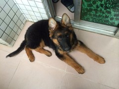 豆豆犬舍