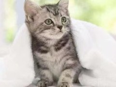 靖瑶猫舍