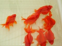 金辰锦鲤林园有限公司