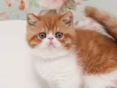 歆瑶猫舍