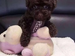 珠海戈登雪达犬