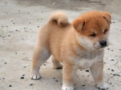 顺琦犬舍